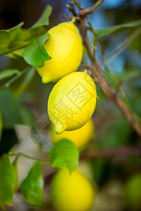 花园树枝上挂着两个新鲜成熟的柠檬图片