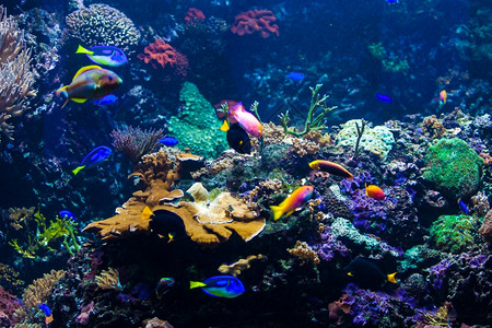 拥有珊瑚和热带鱼类的美丽水下世界图片