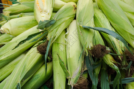 新鲜绿色玉米有叶子的图片