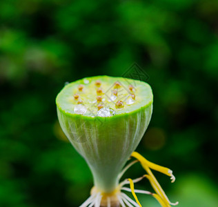 莲花和植物美女珠心高清图片