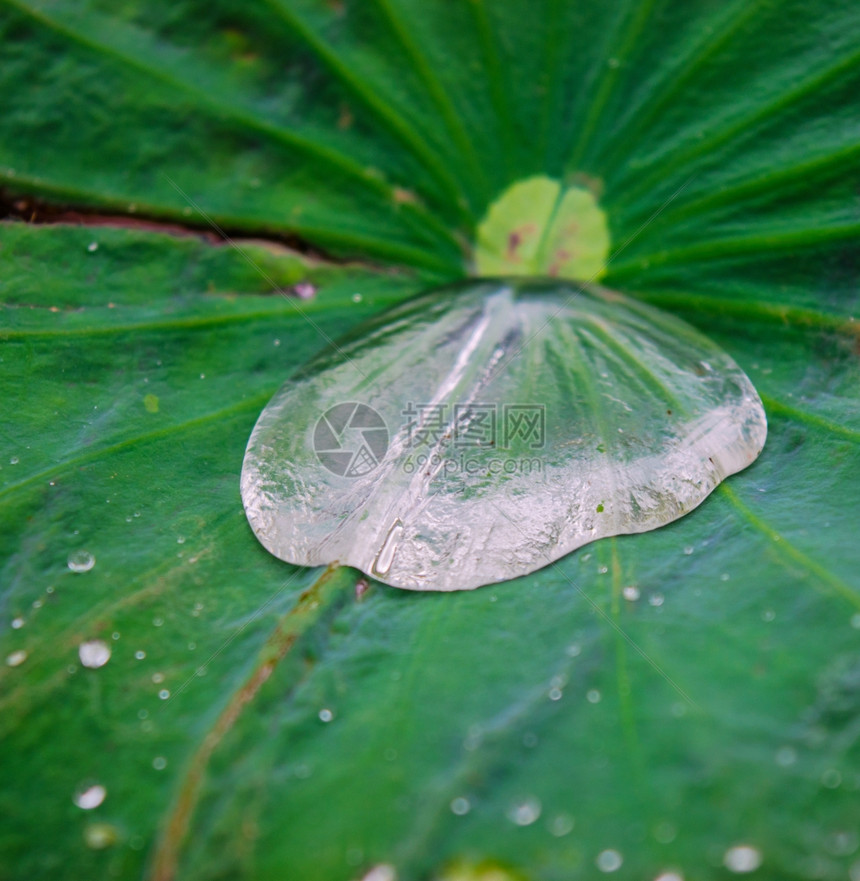 莲花叶上的水滴图片