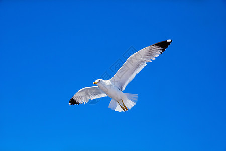 海鸥飞向蓝天背景图片