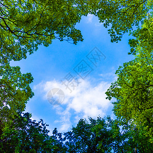 天空背景的美丽树木自然绿叶蓝天的树枝背景图片