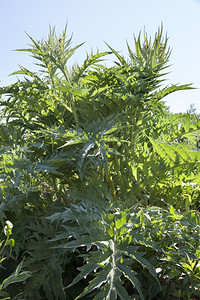 生长的卡芒树种植图片