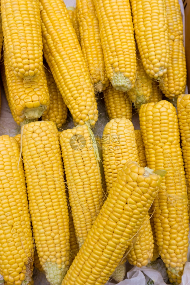 新鲜玉米黄背景图片
