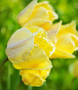 花园的春郁金花图片