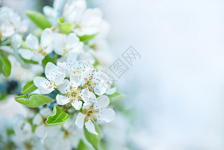 春花树上的白图片