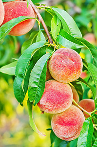 桃子在树上图片