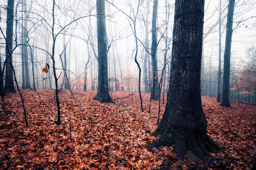 森林秋雾的一天图片