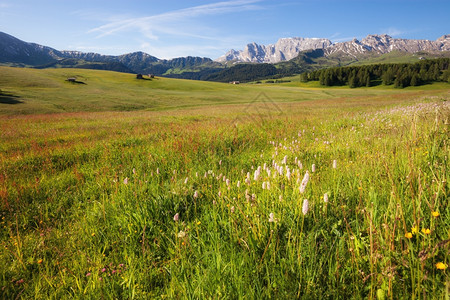 夏季高山草原全景意大利多洛米山脉图片