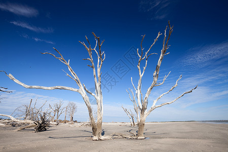 卡罗沃美国南卡罗来纳州埃迪斯托岛伊植物湾海滩背景