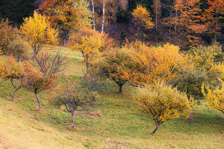 秋色树图片