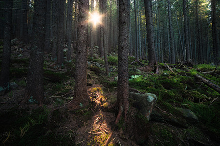 森林中的太阳光束图片