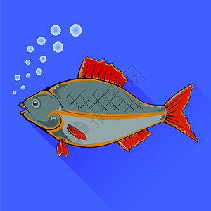 蓝背景的红鳍鱼图片