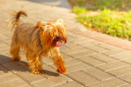 在阳光明媚的一天可喜约克郡红小狗在人行道上走图片