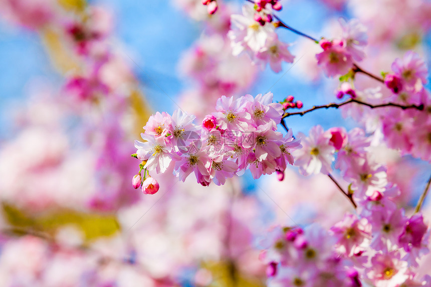 粉樱花图片