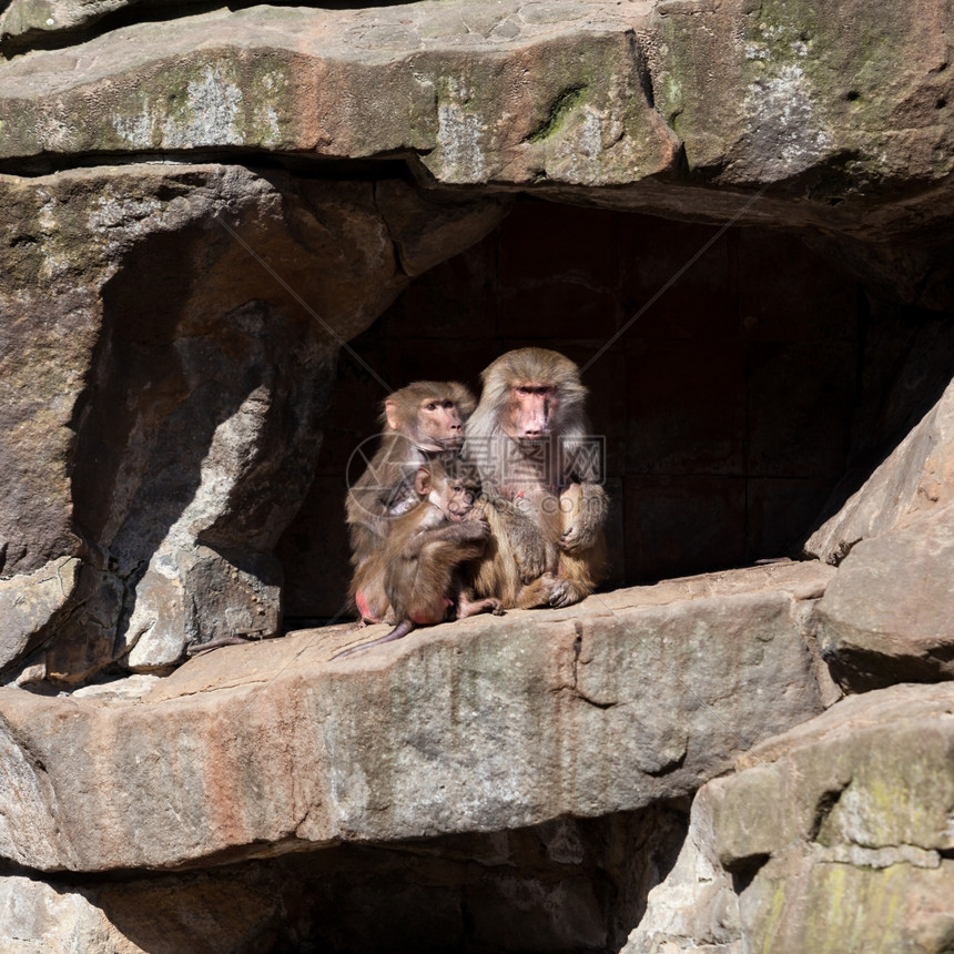 猴子家庭Hamadryasbaboon图片