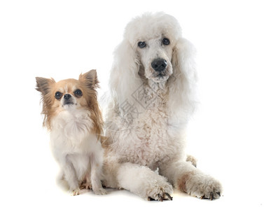 标准贵宾犬白色背景面前的标准狗和吉娃背景