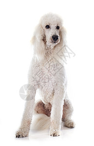 标准贵宾犬白背景前的标准大狗背景