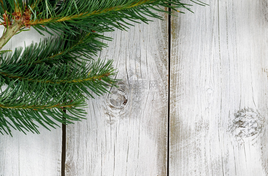 真正的西北FraiserFir树枝在生锈的白木板上圣诞节的概念图片