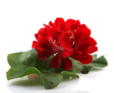大红色鲜花背景图片