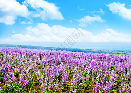 草地的紫衣植物田地的紫衣植物花图片