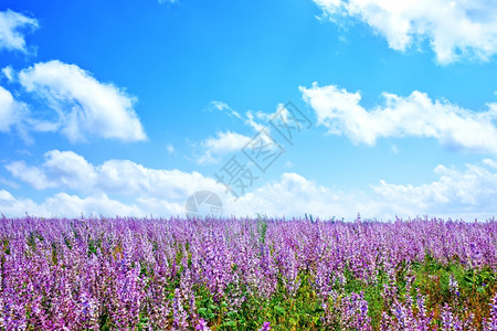 草地的紫衣植物田地的紫衣植物花图片