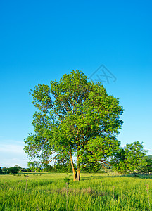 绿田树夏季背景图片