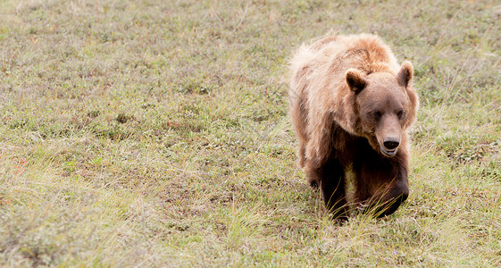 棕熊在本地栖息寻找食物高清图片