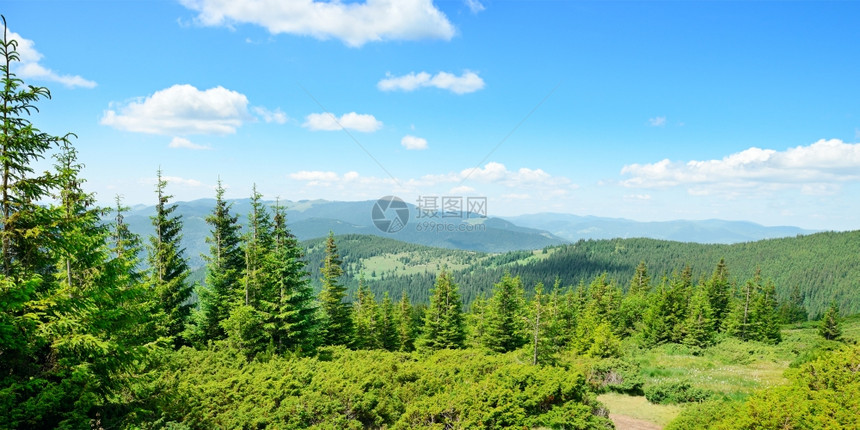 山岳覆盖着树木和蓝天图片