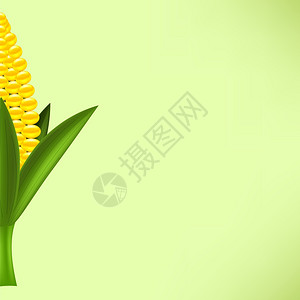 绿色背景的新鲜黄椰子玉米图片