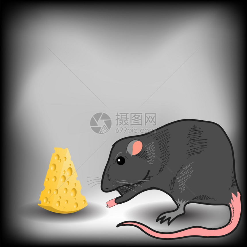 灰色背景上的老鼠和奶酪片图片