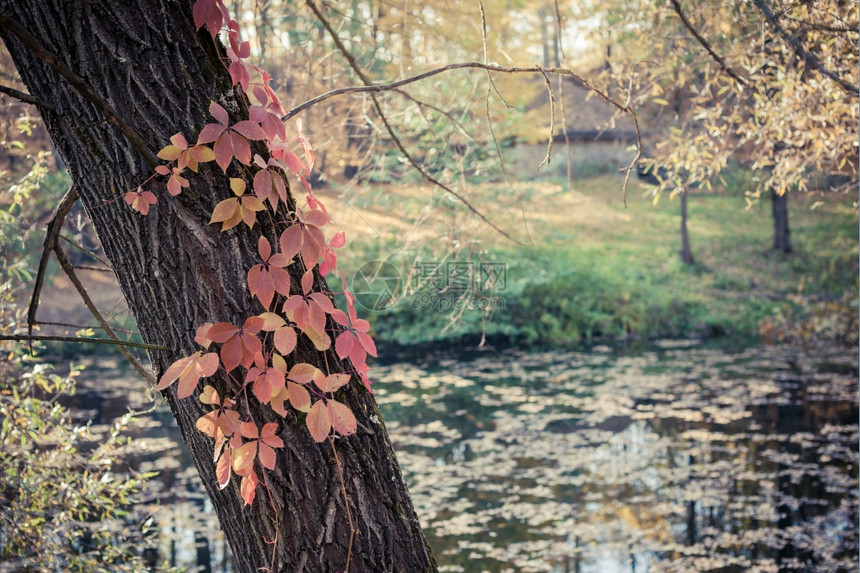 秋季公园和池塘图片