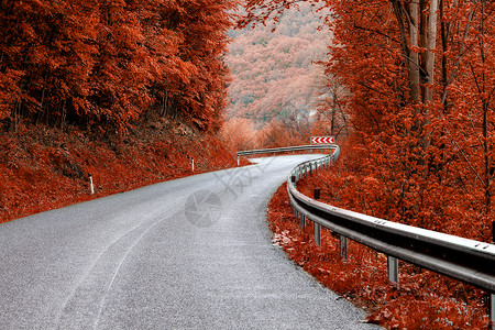 沥青路通过秋色木图片