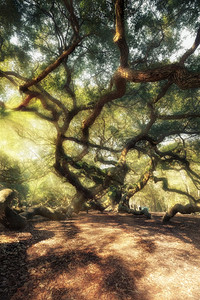 美国南卡罗来纳州查尔斯顿的天使橡树图片