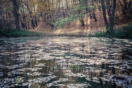 秋季公园和池塘图片
