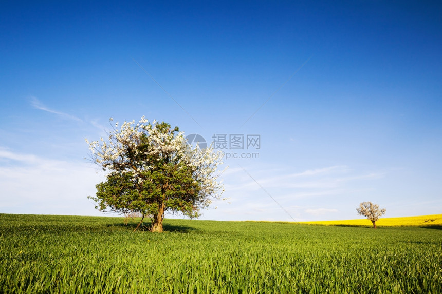 田野树和蓝天空自然背景图片