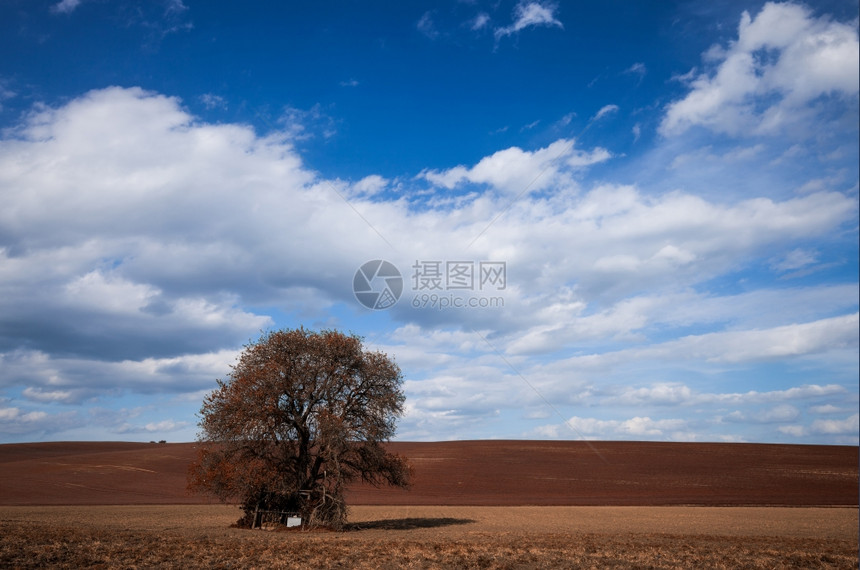 蓝色天空上的秋大树自然背景图片