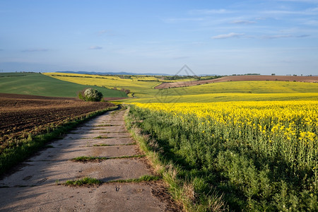 美丽的黄色田地农村景观图片