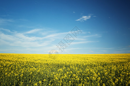 美丽的黄色田地景观图片