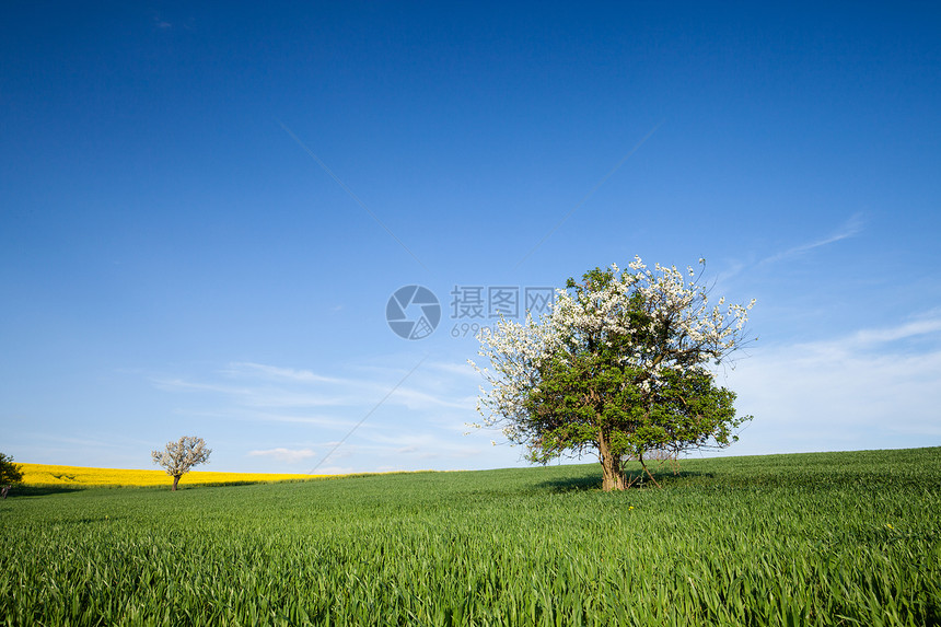 田野树和蓝天空自然背景图片