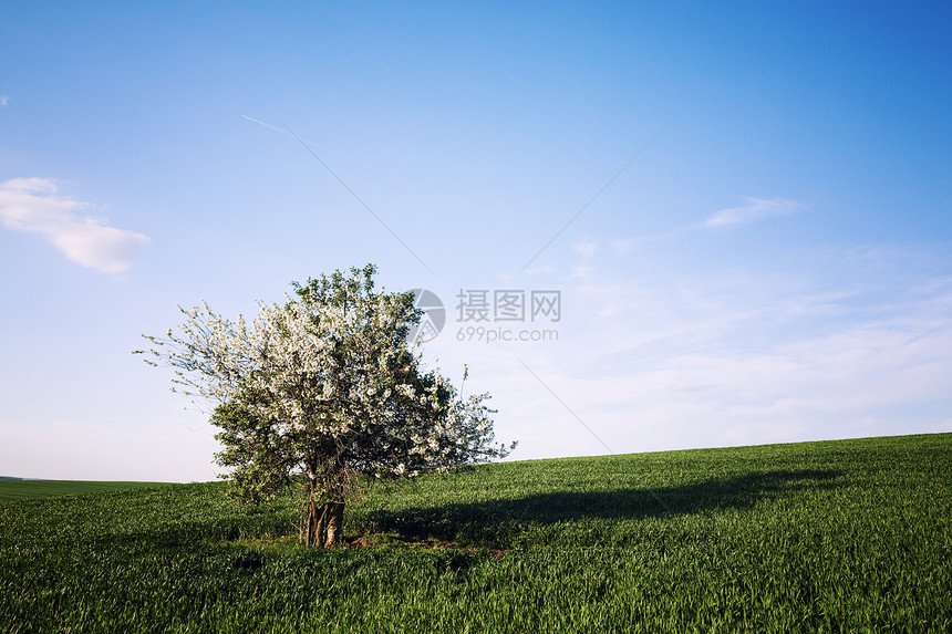 蓝天上的田野和樱桃树图片