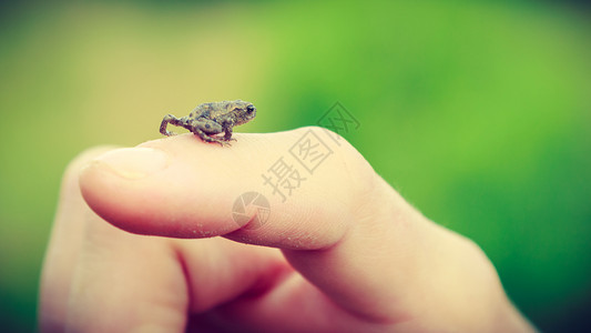 小青蛙在人的手指上缝合小青蛙在人的手指上图片