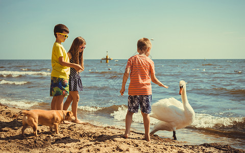 沙滩上的小男孩儿和天鹅玩得开心高清图片