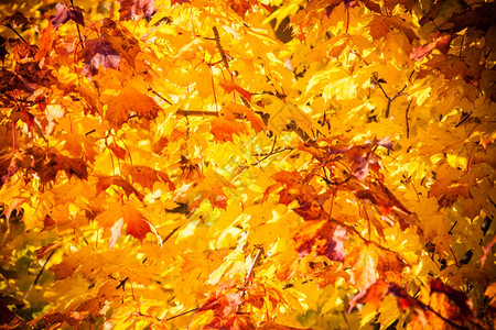 自然环境中的明秋叶树黄橙自然背景背景图片
