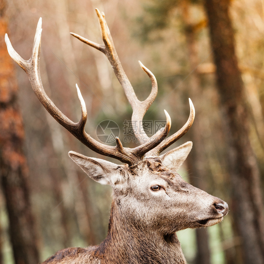 秋天的成年雄红鹿群落下森林自然环境中的动物大自然中的美貌图片