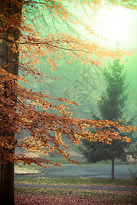 雾的秋天风景美秋天的树和叶图片