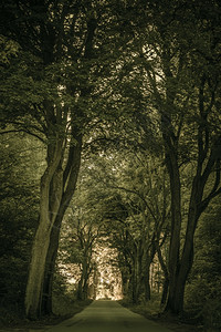 人行道神秘的小巷路公园里有古老的大树美丽自然景观夏天散步图片