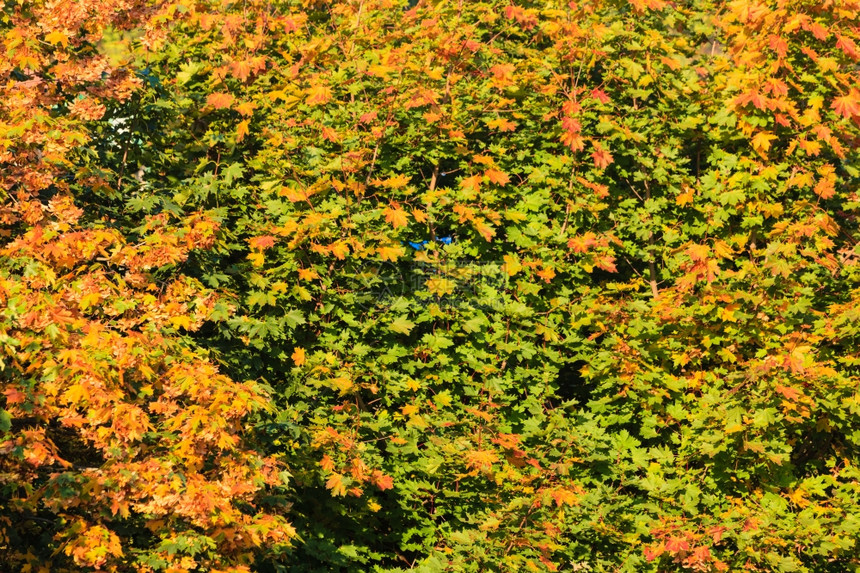 自然环境中的明秋叶图片