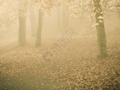 自然和环境森林秋天树雾中风景图片